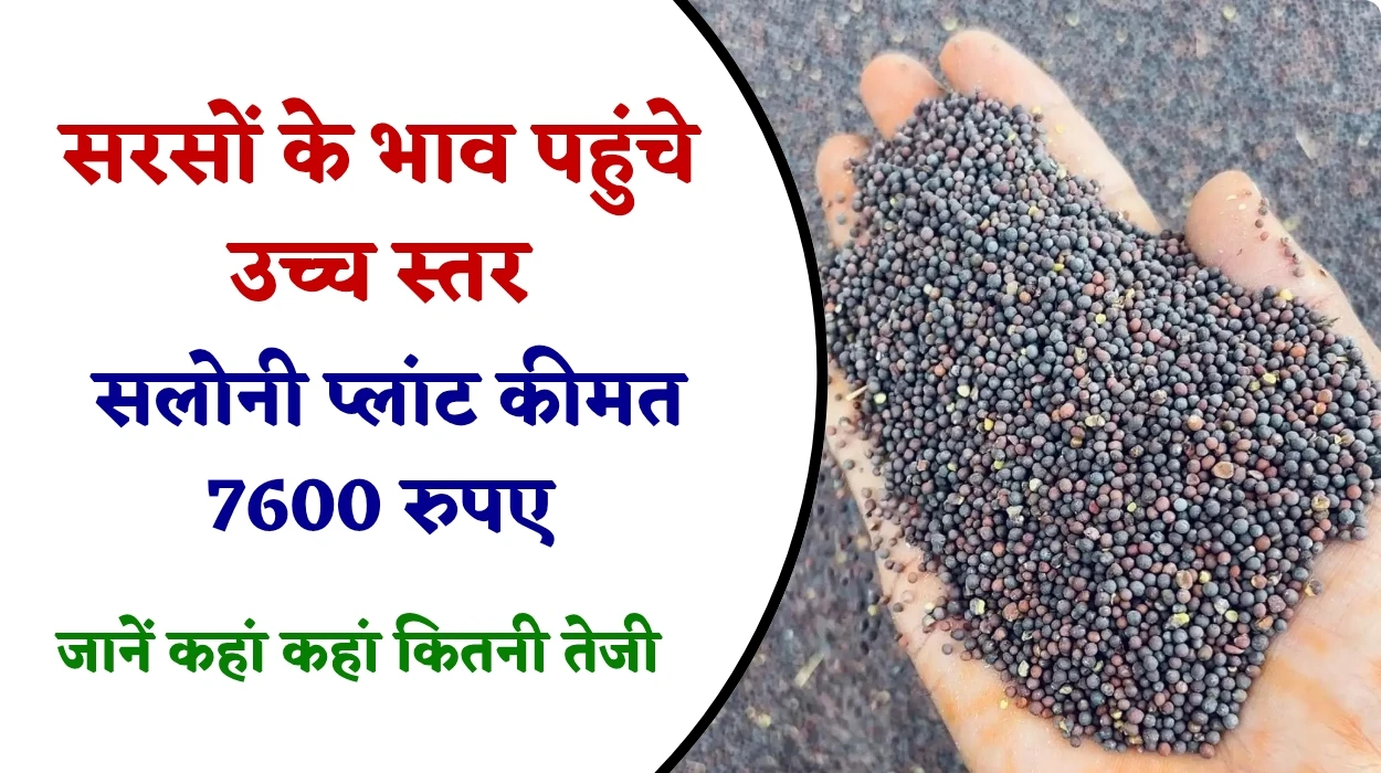 सरसों के भाव पहुंचे उच्च स्तर, सलोनी प्लांट 7600 रुपए, जानें आज सरसों के भाव में कहां कहां कितनी तेजी