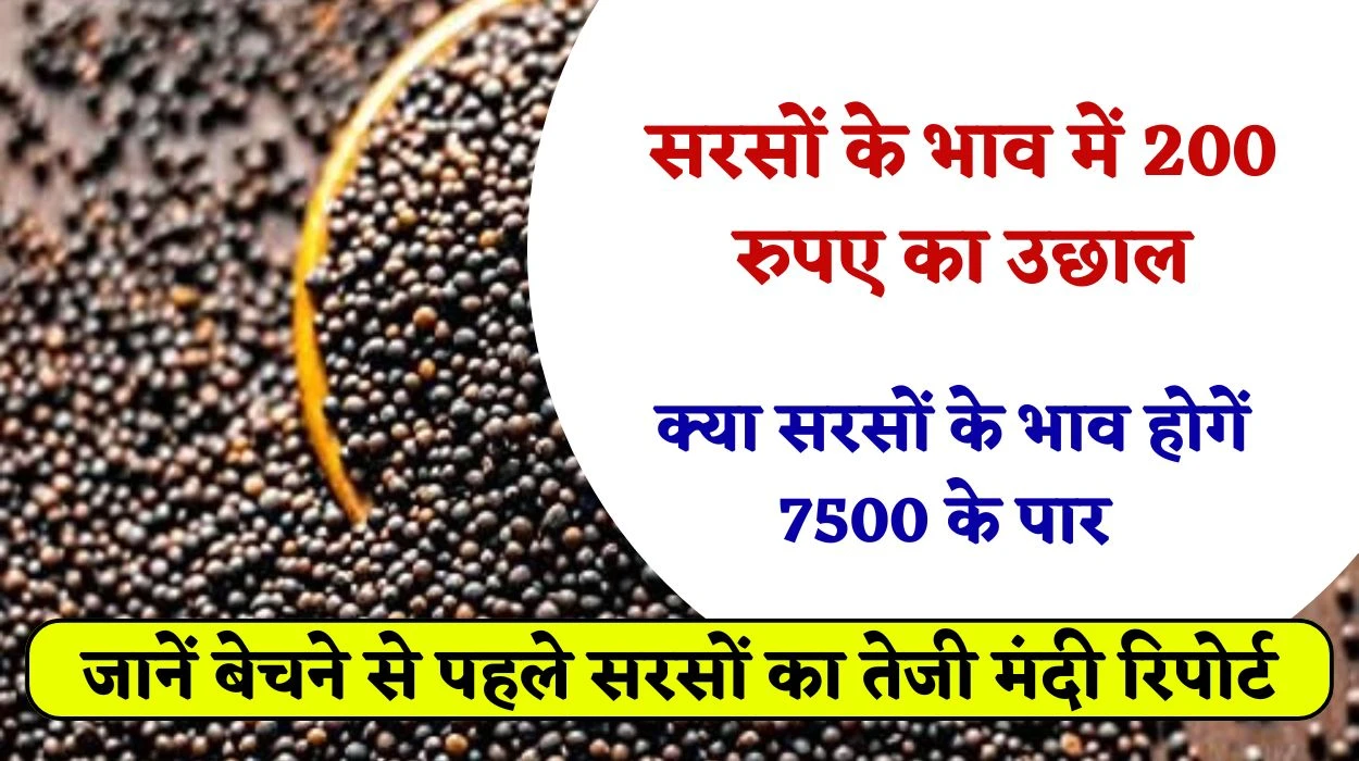 सरसों के भाव में 200 रुपए का उछाल, क्या सरसों के भाव होगें 7500 के पार, जानें बेचने से पहले सरसों का तेजी मंदी रिपोर्ट