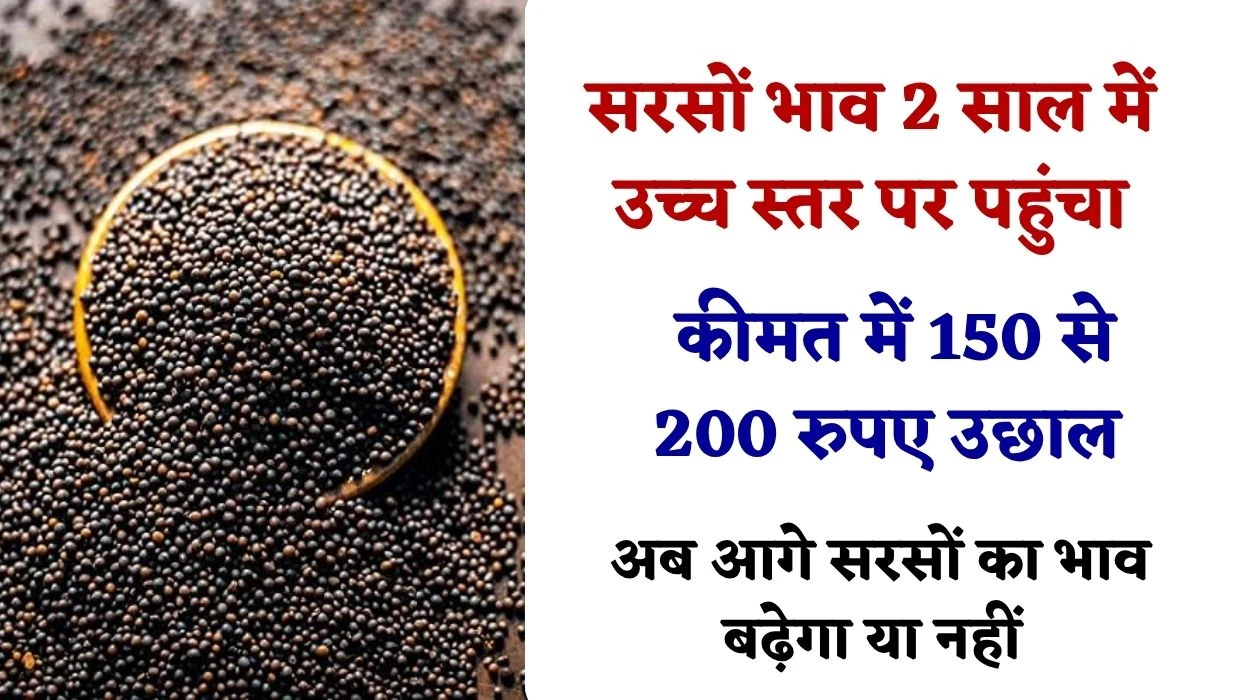 सरसों भाव 2 साल में उच्च स्तर पर पहुंचा, जयपुर 7125, सलोनी 7700 रुपए, अब आगे सरसों का भाव बढ़ेगा या नहीं, जानें सरसों मार्केट तेजी मंदी रिपोर्ट