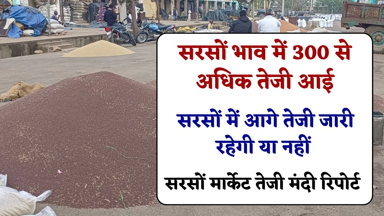 सरसों भाव में 300 रुपए से अधिक तेजी आई, अब क्या सरसों भाव में आगे तेजी जारी रहेगी या नहीं, जानें सरसों मार्केट तेजी मंदी रिपोर्ट