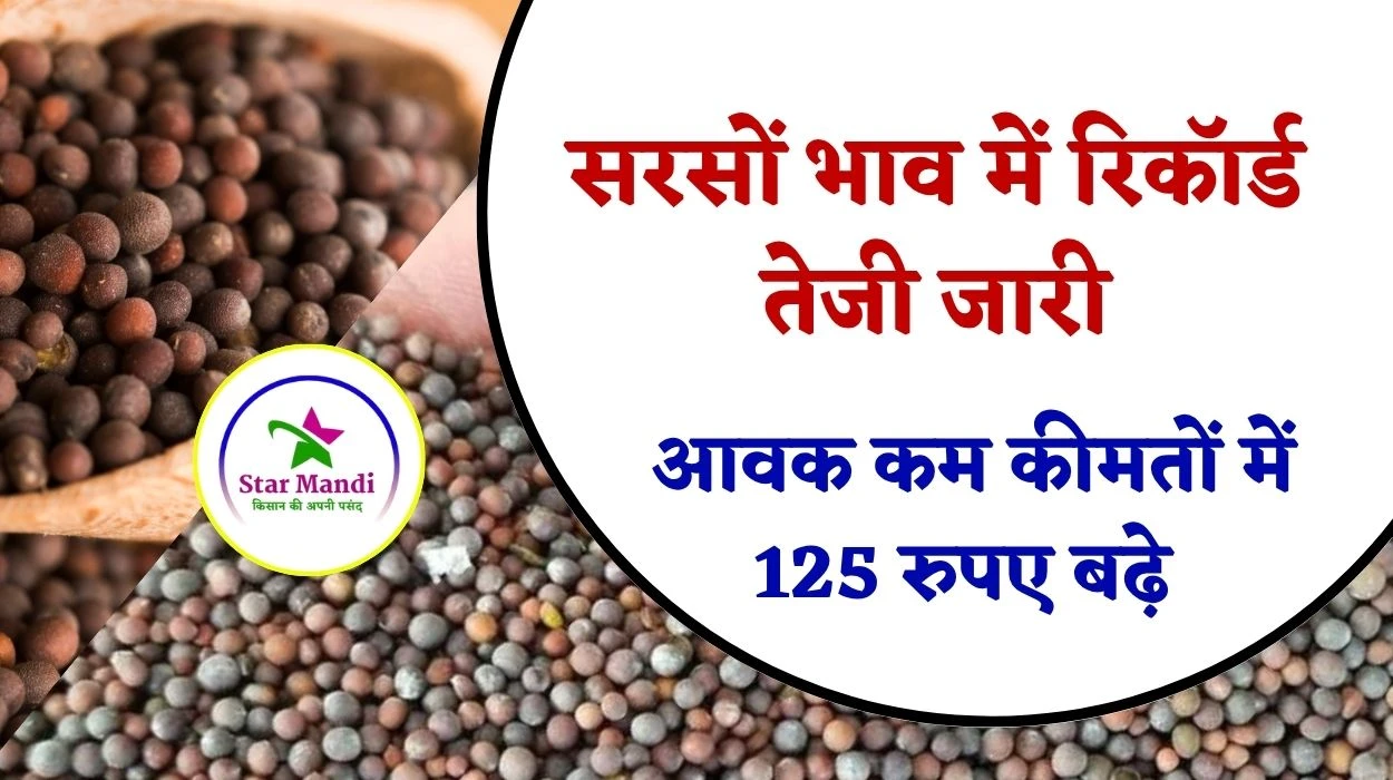सरसों भाव में रिकॉर्ड तेजी जारी, सरसों की आवक कम कीमतों में 125 रुपए बढ़े, जानें आज का सरसों का रेट