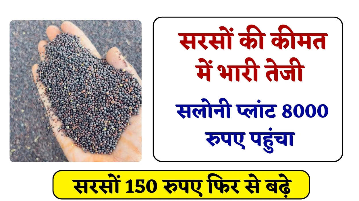 सरसों मार्केट रिपोर्ट: सरसों की कीमत में भारी तेजी, सलोनी प्लांट 8000 रुपए पहुंचा, आज सरसों 100 रुपए फिर से बढ़े, जानें आज सरसों का भाव कहां पर पहुंचा